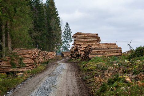 Chemin de terre bordé de rondins, symbolisant la logistique et le transport des matières premières.